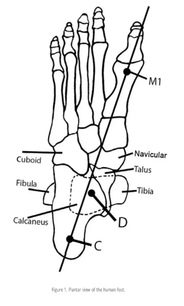 A line drawing of the bones of the foot or a plantar view of the human foot